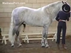 In public, a white horse with a huge cock gets sexually aroused.